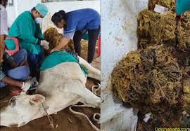 Veterinarians removing plastic from cow’s stomach in Odisha